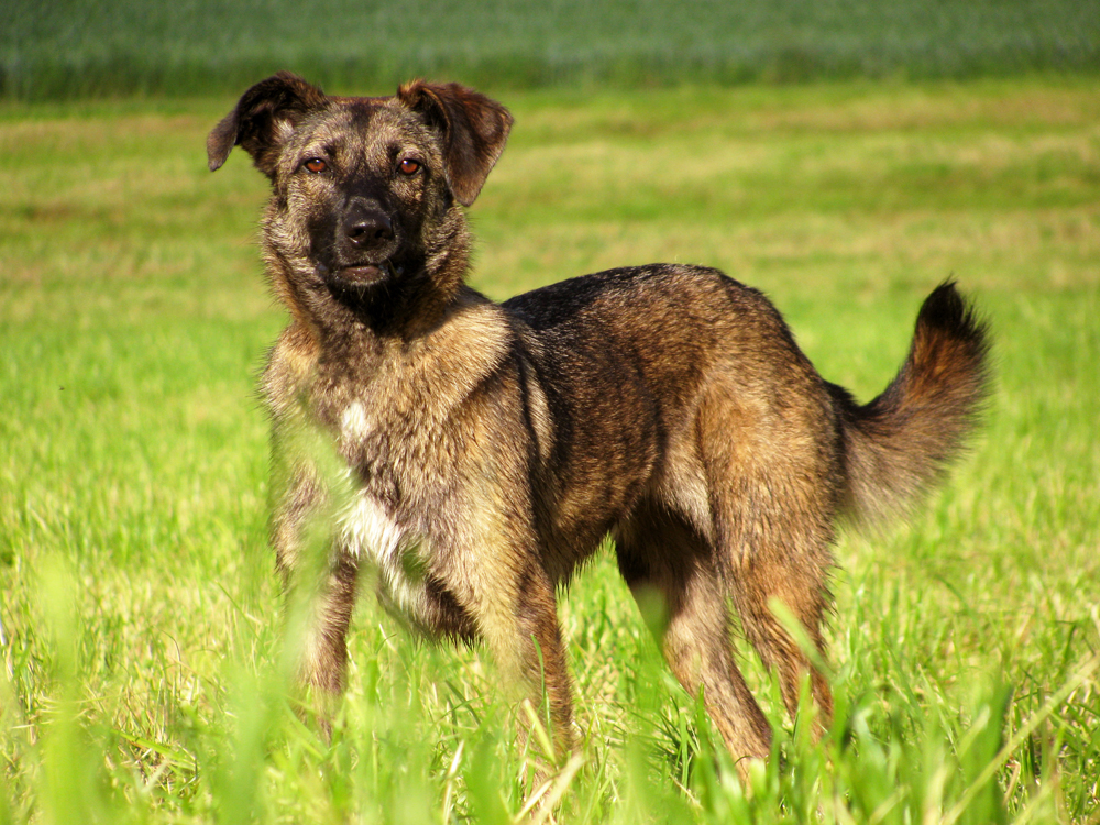 Suri (Unbekannt) Unbekannt 