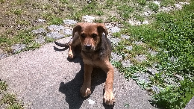 Miley (Labrador, Unbekannt) Labrador Unbekannt 