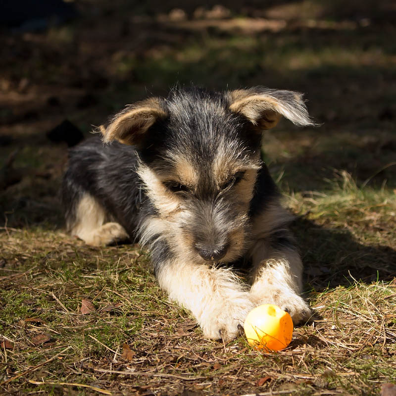 Suna (Cairn Terrier, Yorkshire Terrier) Cairn Terrier Yorkshire Terrier 