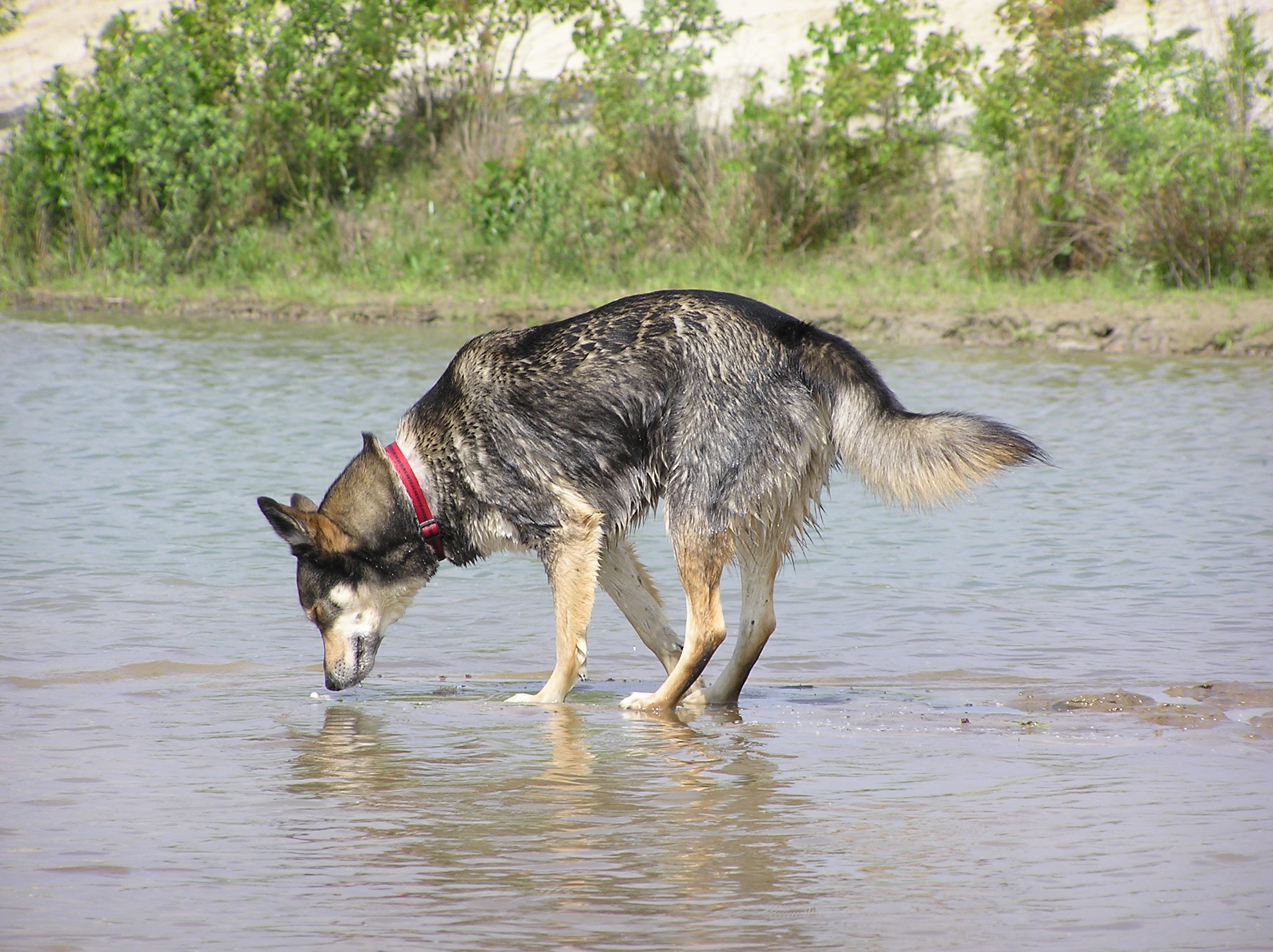 Amigo (Siberian Husky, Unbekannt) Siberian Husky Unbekannt 