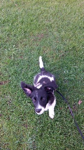 Lilly (Border Collie, Dackel) Border Collie Dackel 