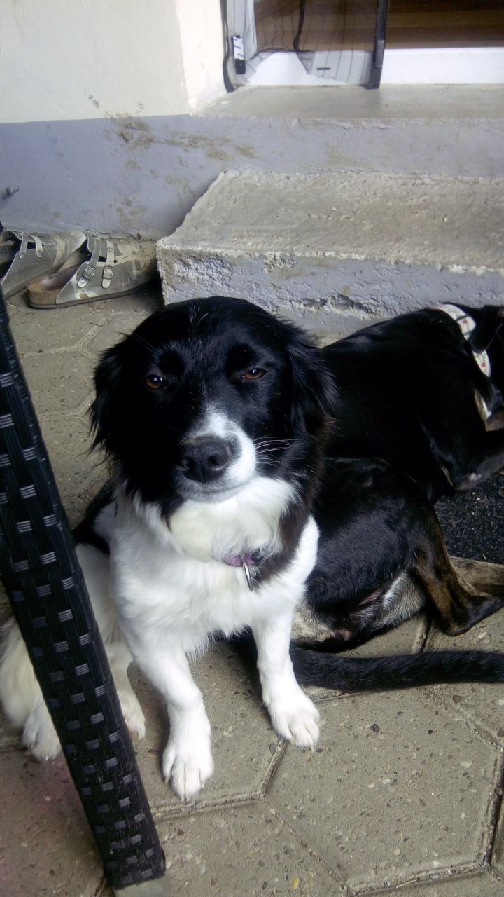 Lilly (Border Collie, Dackel) Border Collie Dackel 