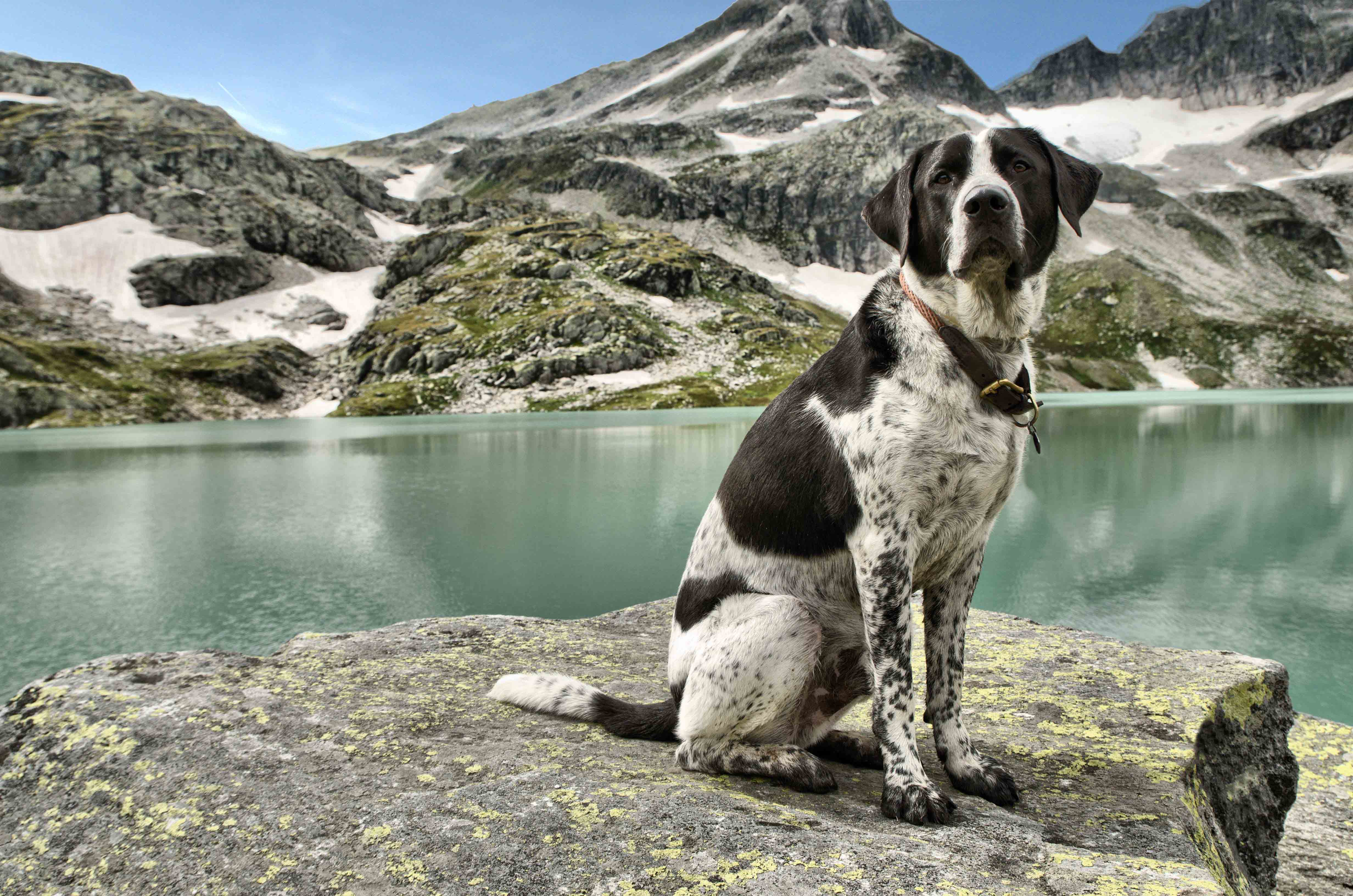 Jacob (Labrador, Münsterländer) Labrador Münsterländer 