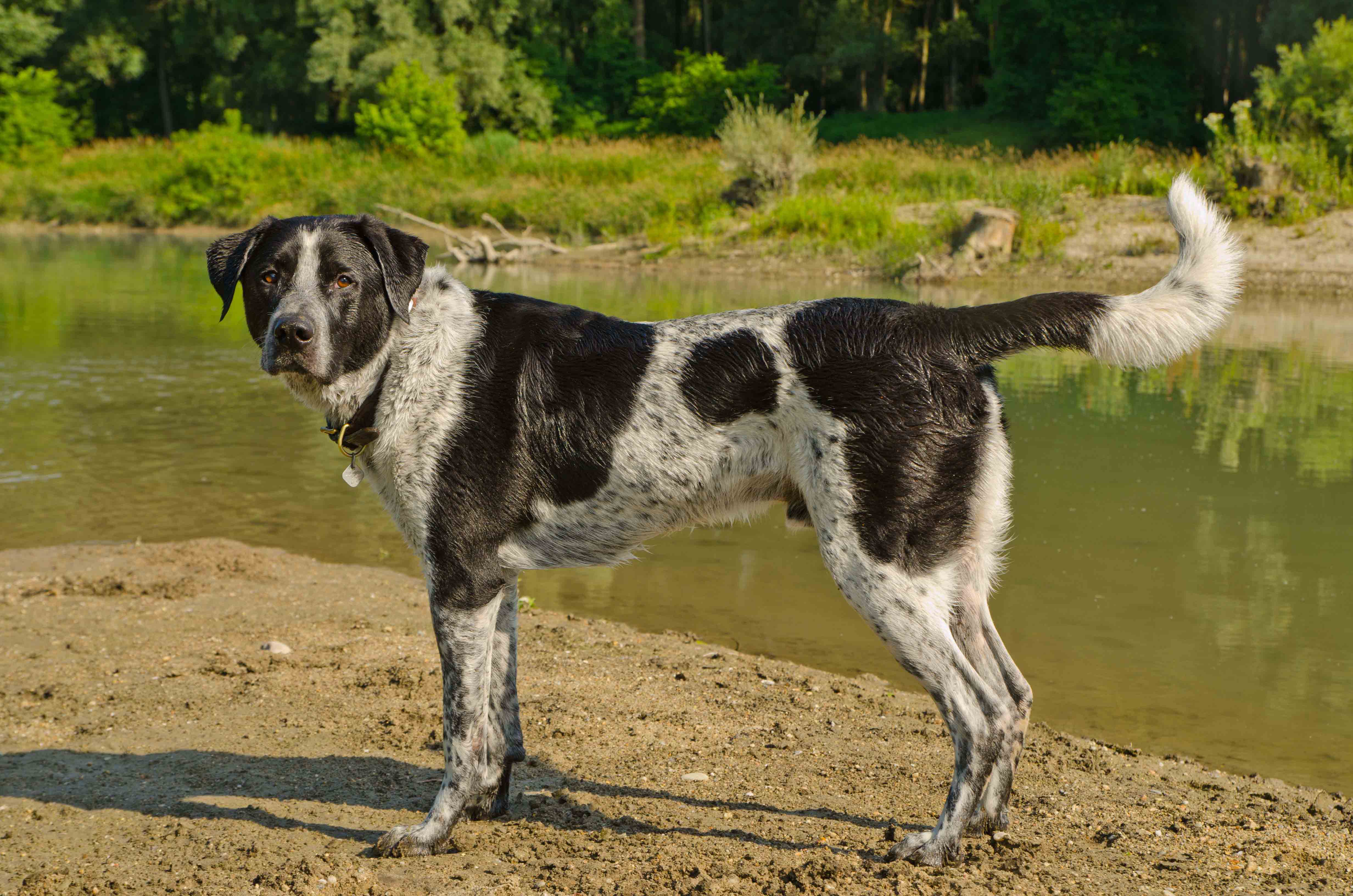 Jacob (Labrador, Münsterländer) Labrador Münsterländer 