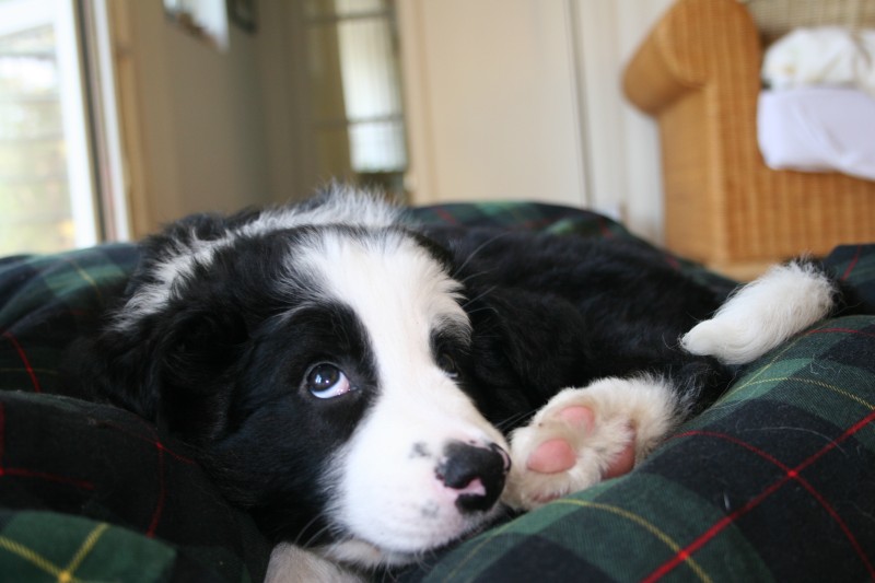 Jack (Belgischer Schäferhund, Border Collie) Belgischer Schäferhund Border Collie 