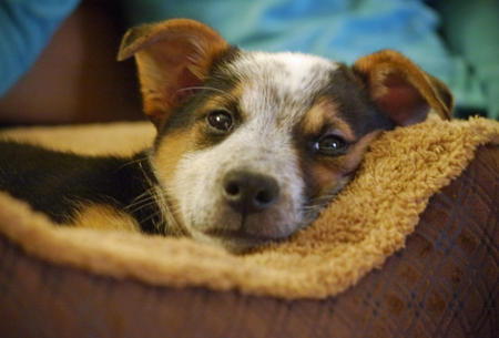 Ozzie (Australian Cattle Dog, Unbekannt) Australian Cattle Dog Unbekannt 