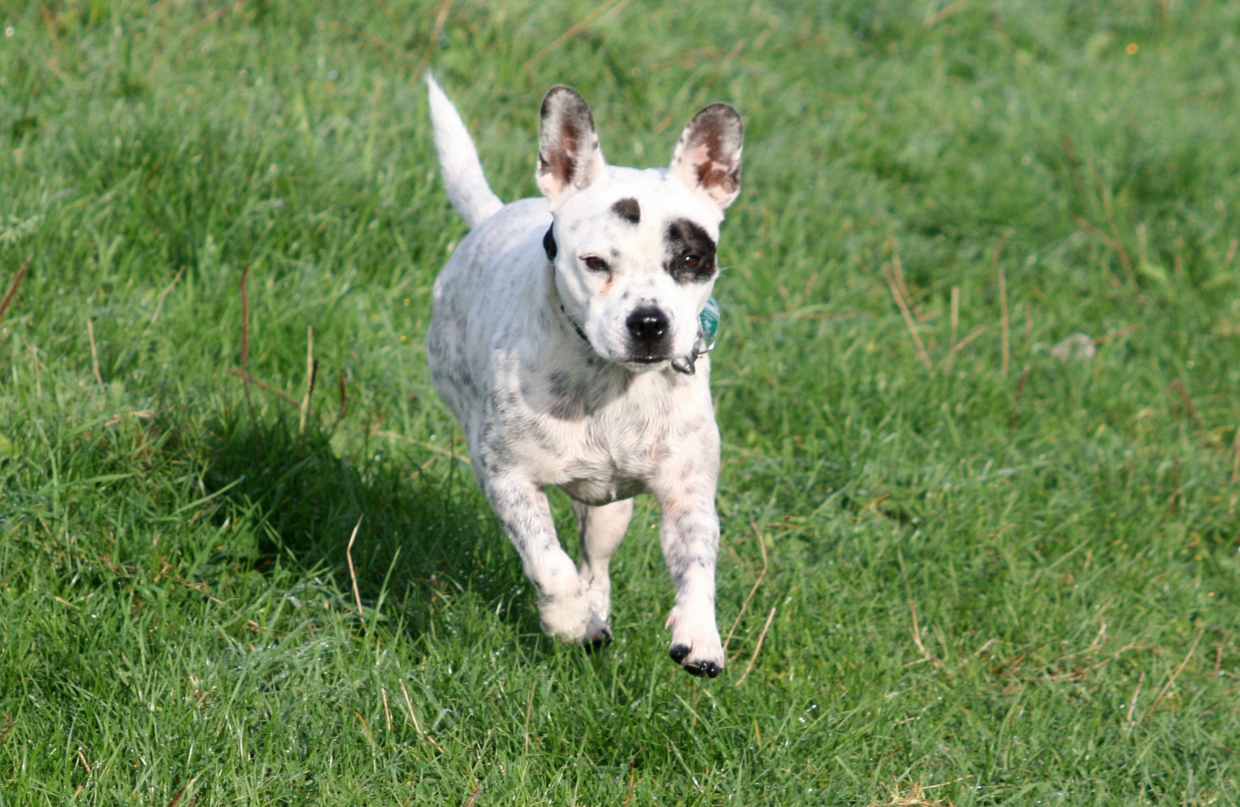 Mascha Australian Cattle Dog, Französische Bulldogge) Australian Cattle Dog Französische Bulldogge 