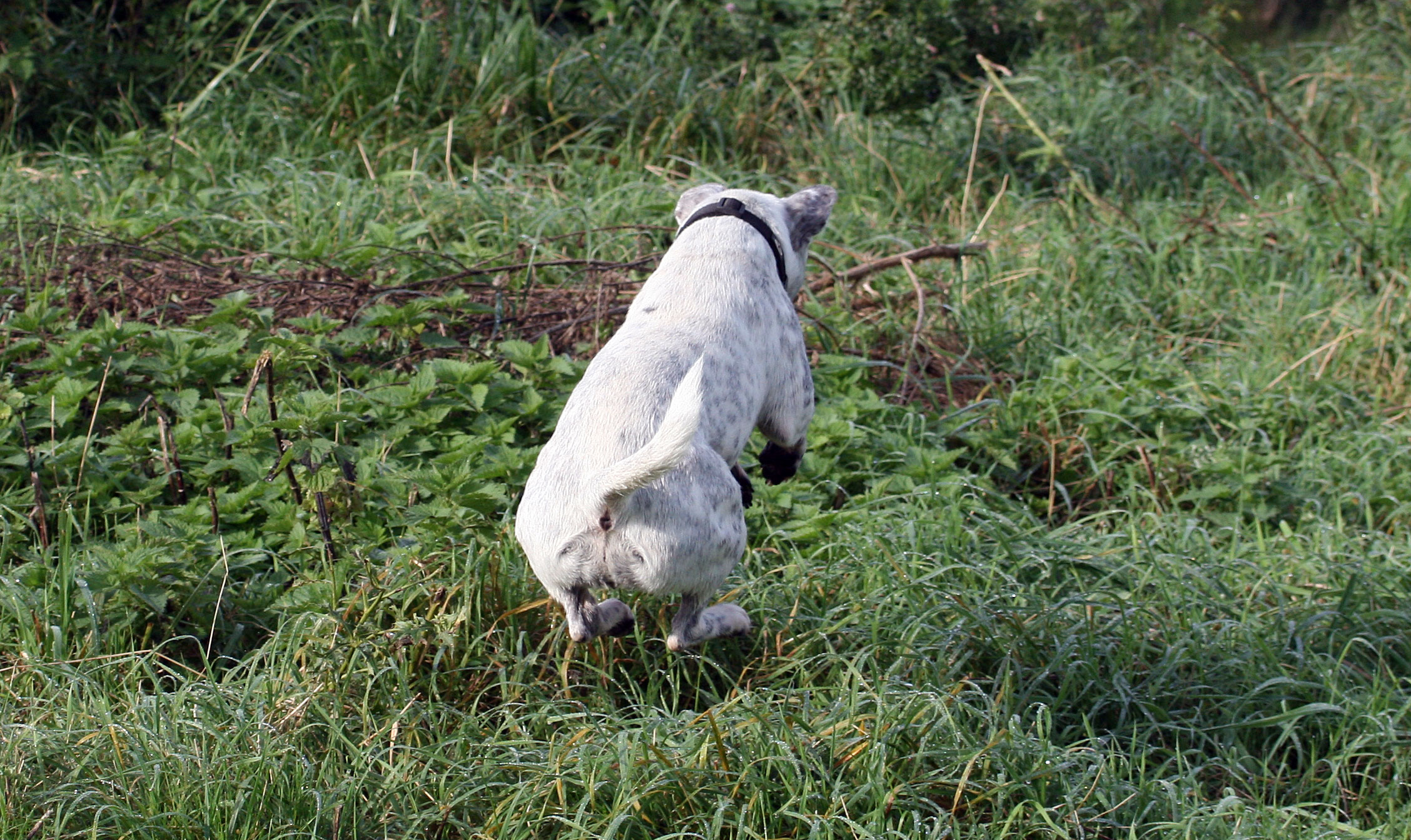 Mascha Australian Cattle Dog, Französische Bulldogge) Australian Cattle Dog Französische Bulldogge 