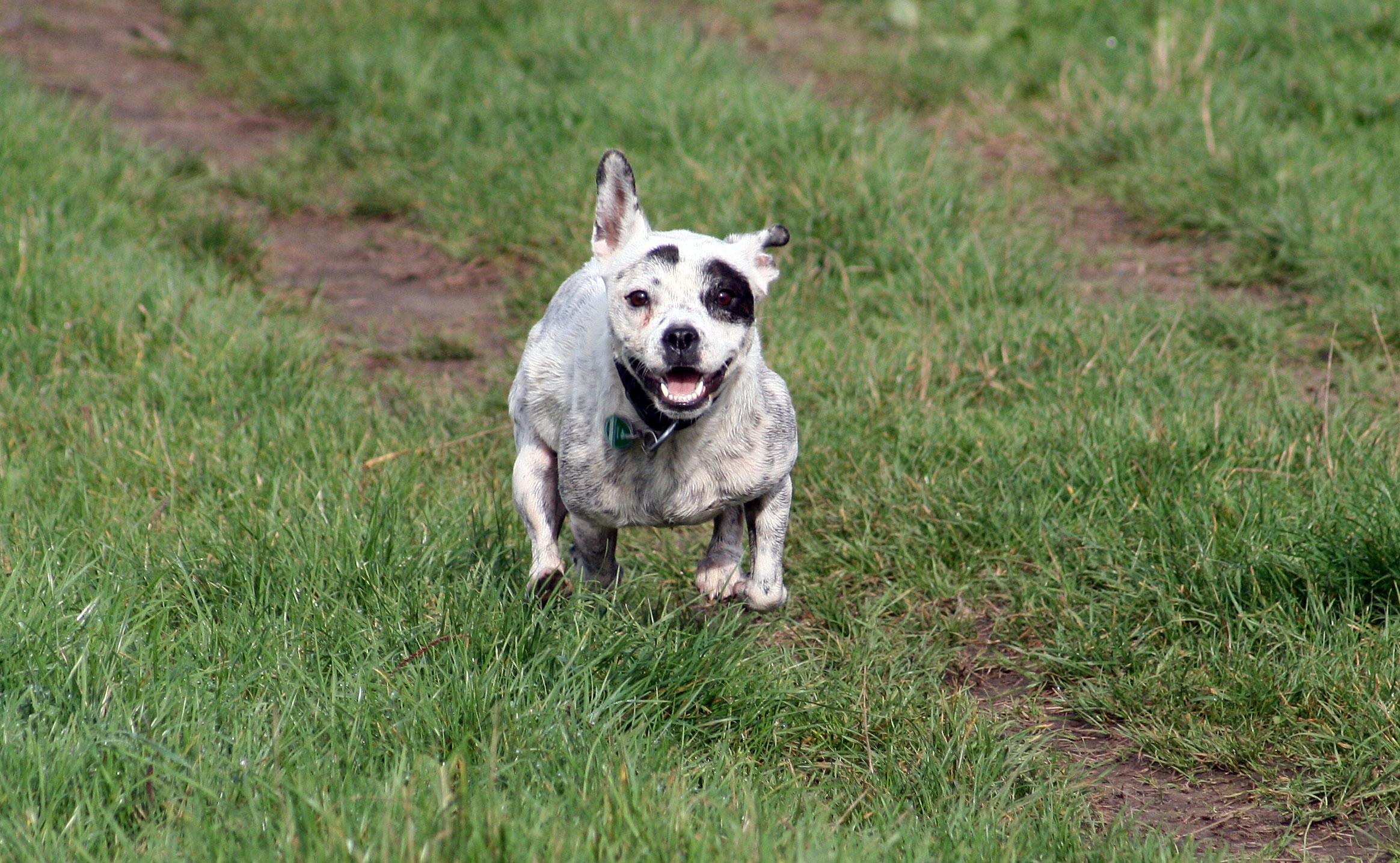 Mascha Australian Cattle Dog, Französische Bulldogge) Australian Cattle Dog Französische Bulldogge 