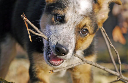 Ozzie (Australian Cattle Dog, Unbekannt) Australian Cattle Dog Unbekannt 