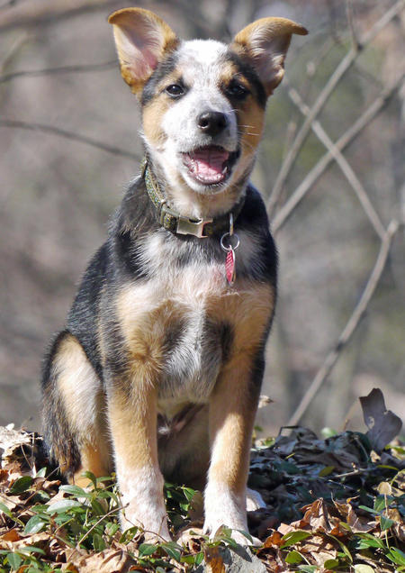 Ozzie (Australian Cattle Dog, Unbekannt) Australian Cattle Dog Unbekannt 