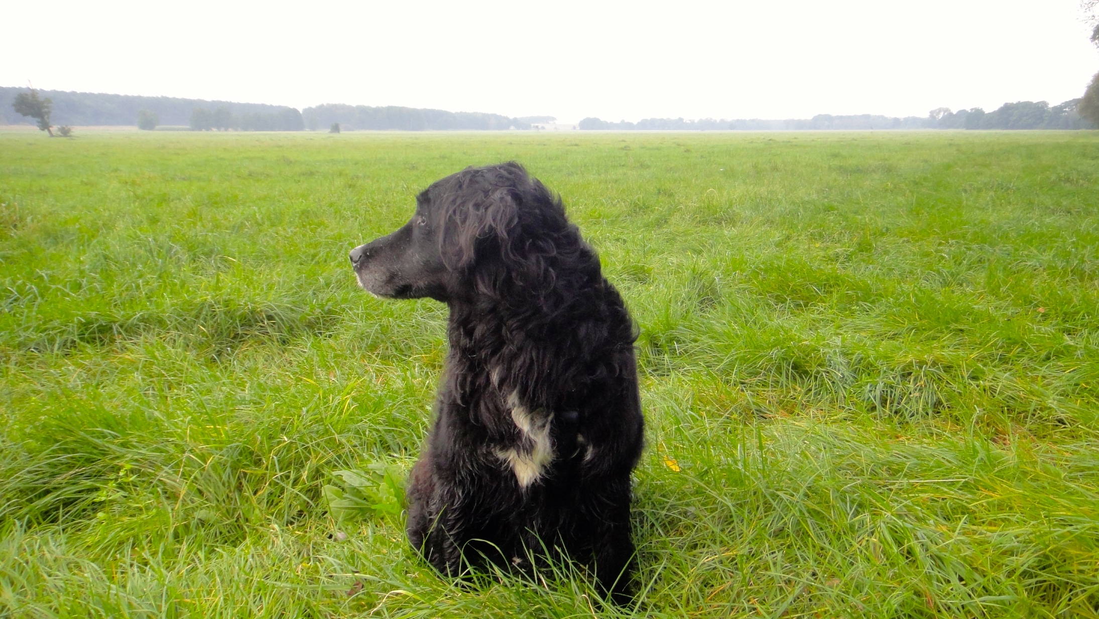 Tyson (Berner Sennenhund, Golden Retriever) Mischling Mix