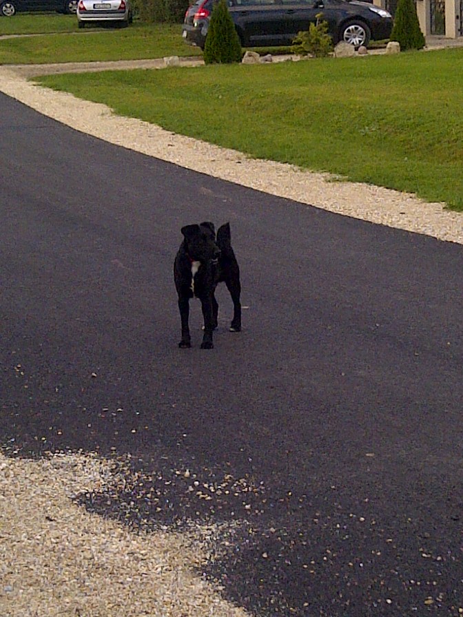 Strolchi (Jack Russell Terrier, Labrador) Jack Russell Terrier Labrador 