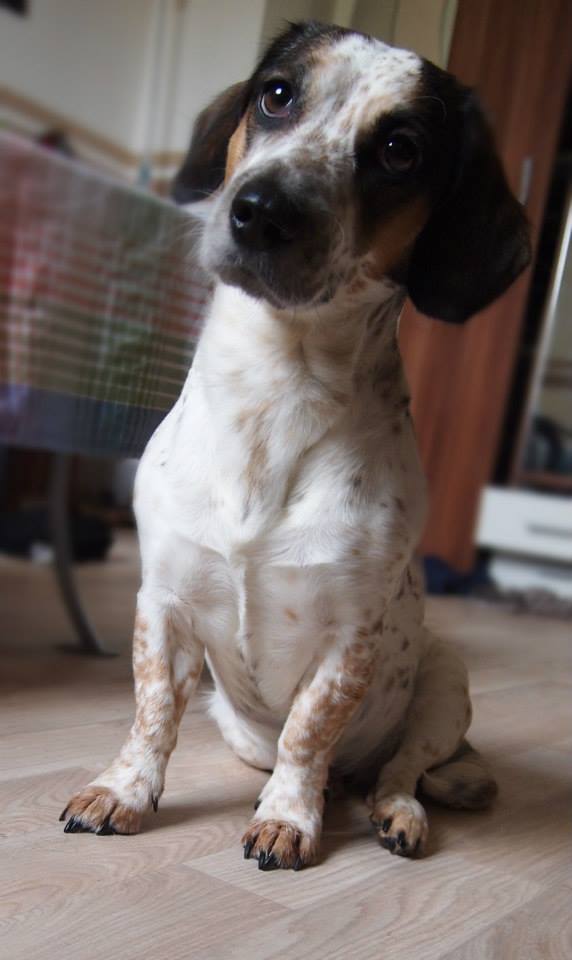 Flecki (Beagle, Jack Russell Terrier) Beagle Jack Russell Terrier 