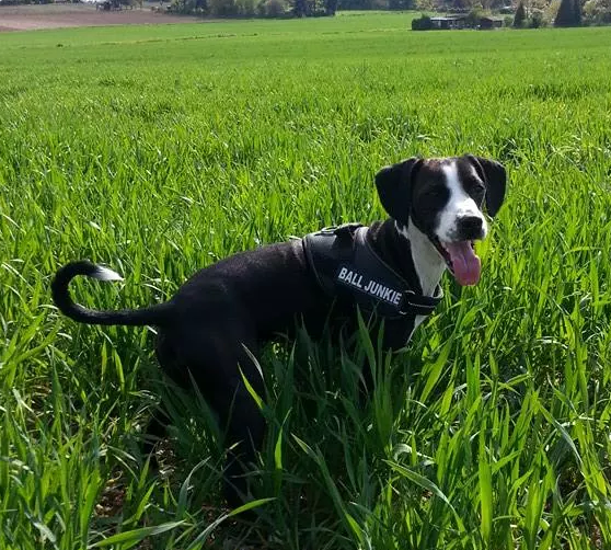 Lackeecha (Beagle, Pointer) Beagle Pointer 