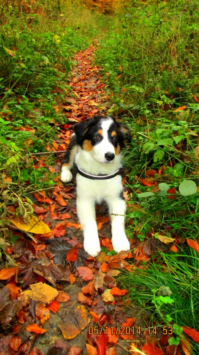 Benji (Australian Shepherd, Border Collie) Australian Shepherd Border Collie 