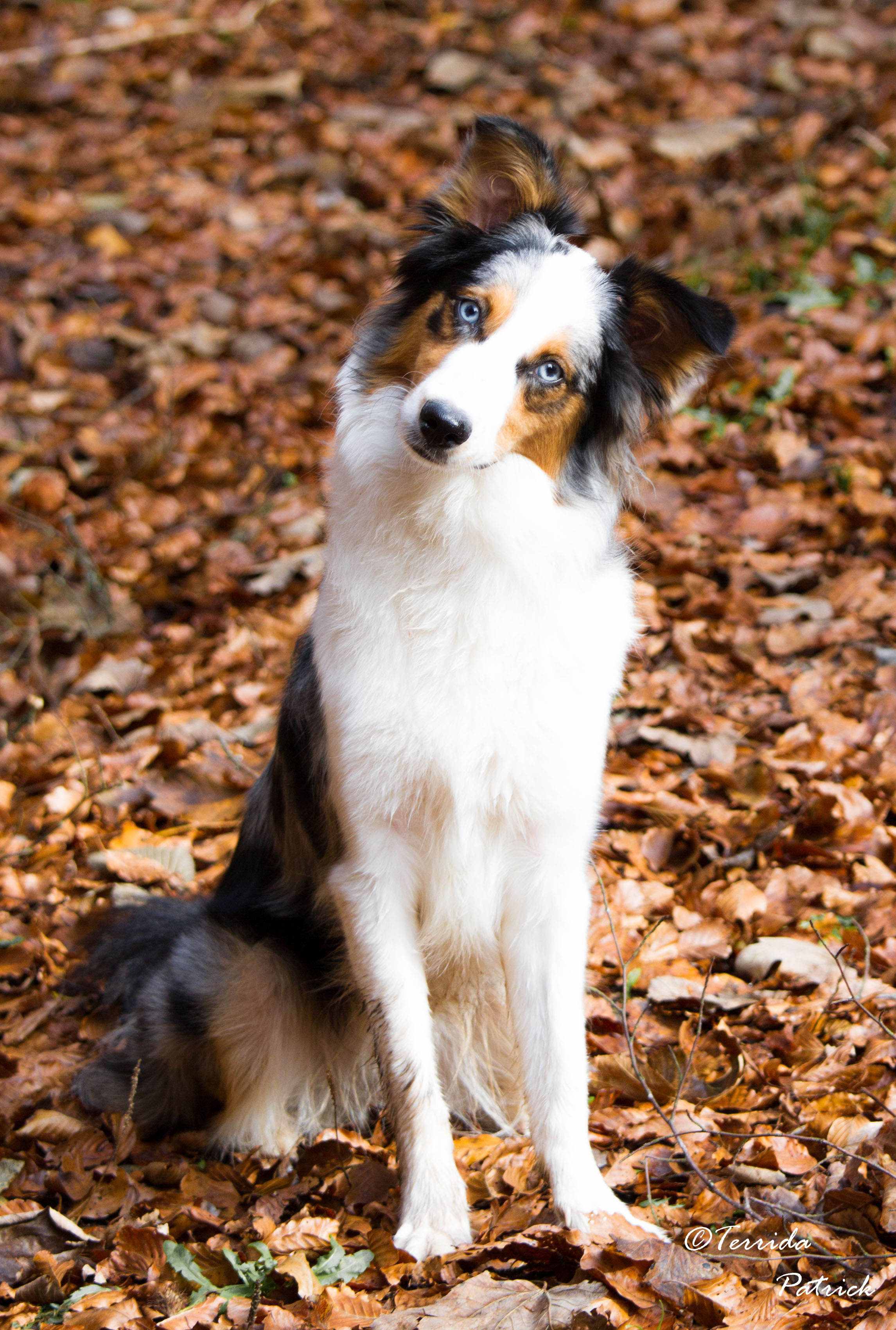 Hope (Australian Shepherd, Border Collie) Australian Shepherd Border Collie 