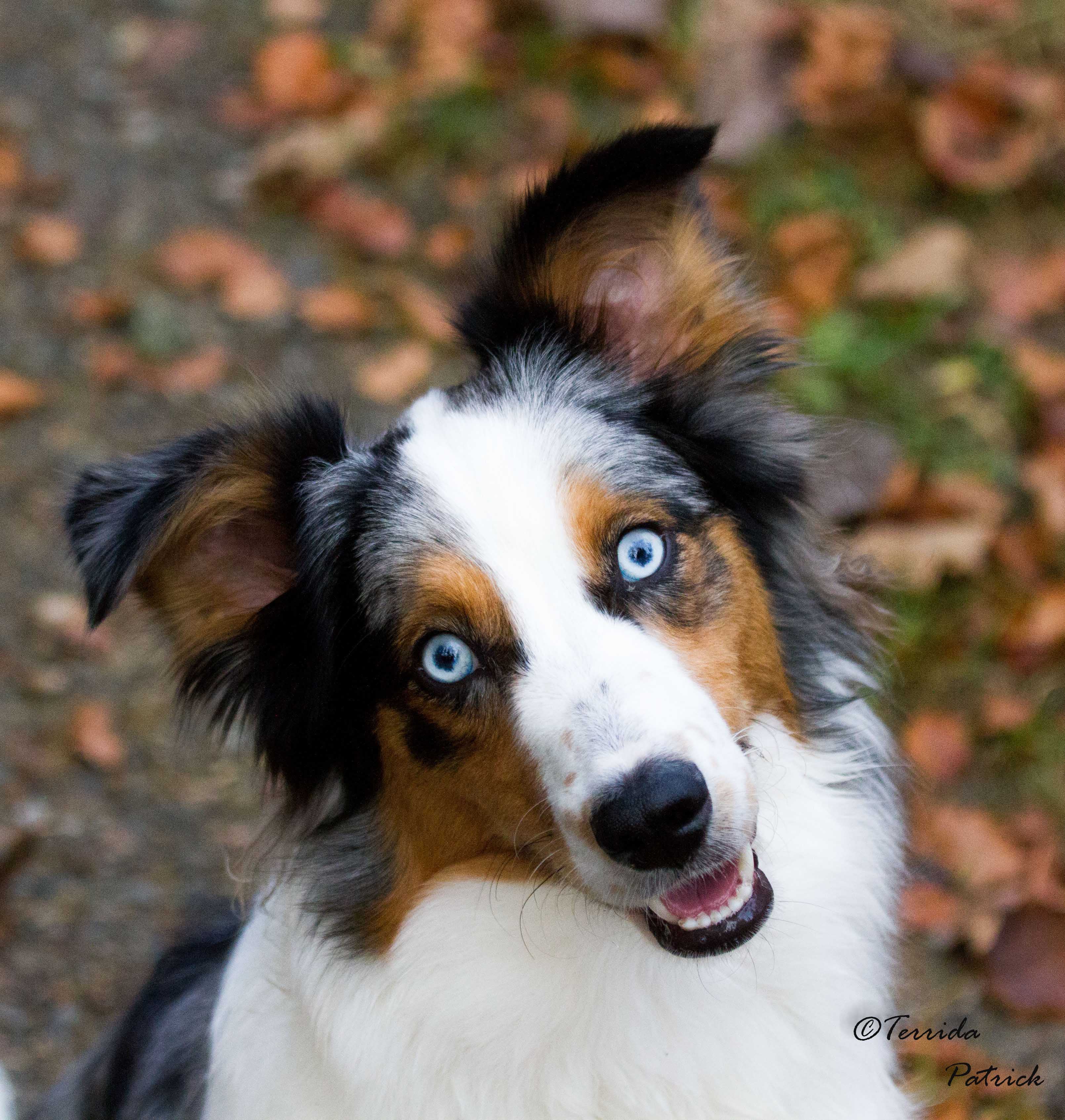 owalo design: Australian Shepherd Hunde Mit Blauen Augen