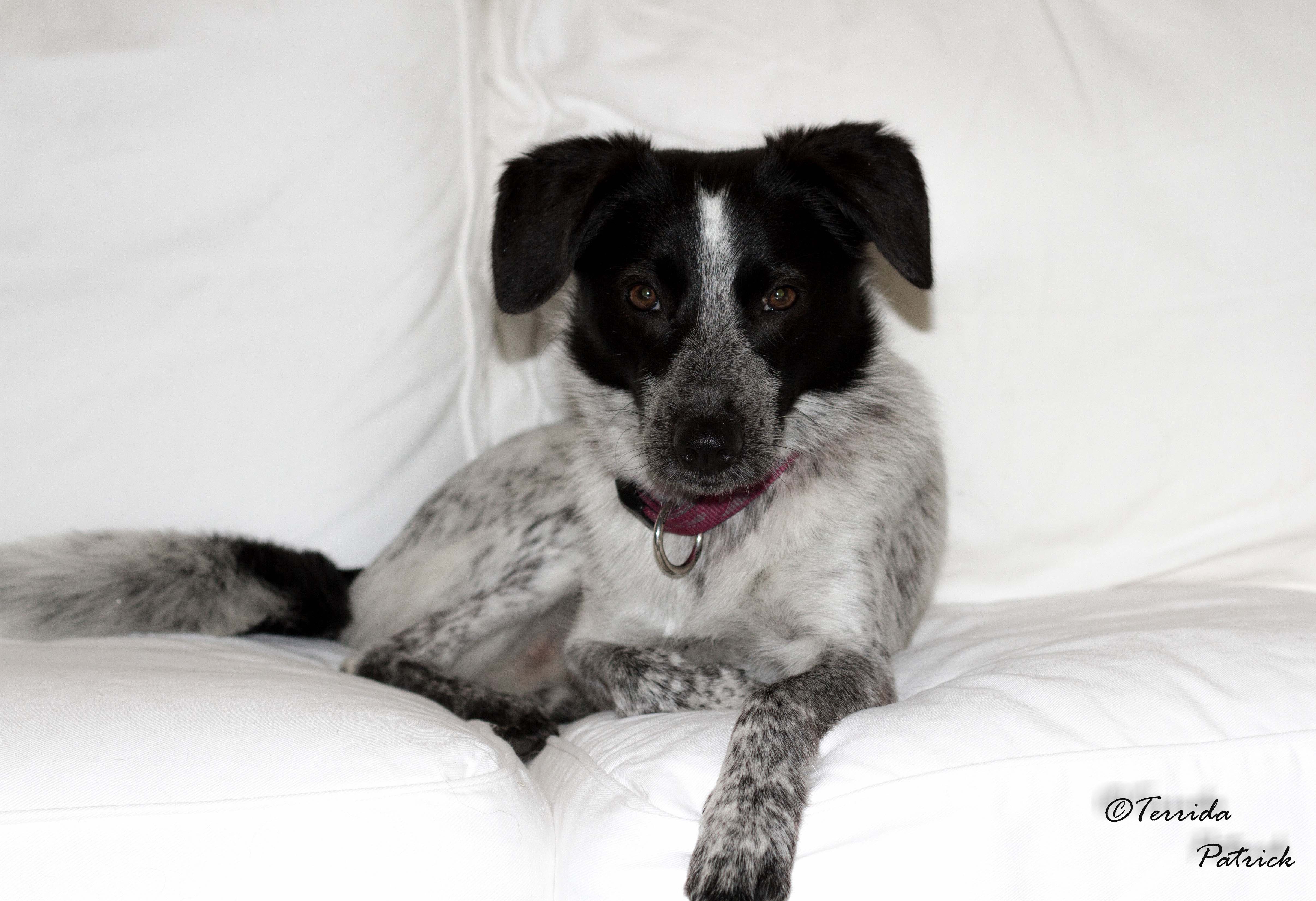 Bella (Appenzeller Sennenhund, Border Collie) Appenzeller Sennenhund Border Collie 