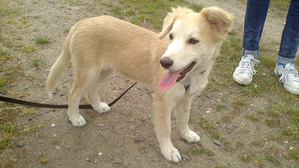 Tara (Dalmatiner, Deutscher Schäferhund, Epagneul Breton, Spitz, Zwergspitz) Dalmatiner Deutscher Schäferhund Epagneul Breton Spitz Zwergspitz 