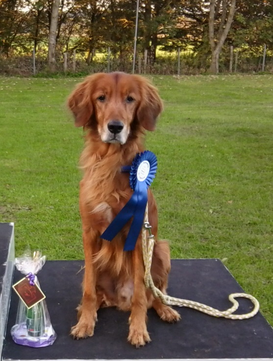 Rocky Johnny (Flat Coated Retriever, Hovawart, Irish Setter) Flat Coated Retriever Hovawart Irish Setter 