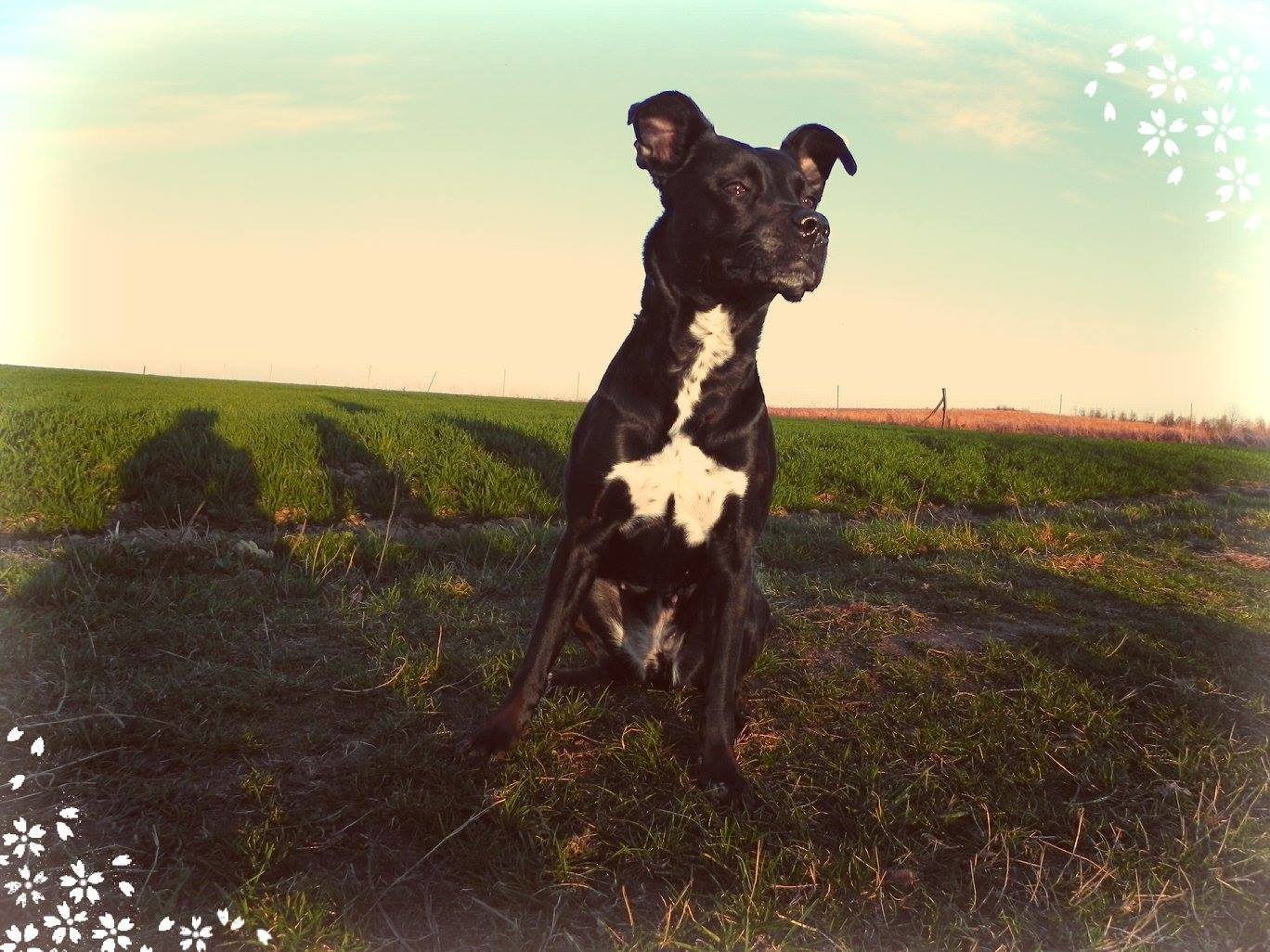 Shiwa (Amerikanischer Staffordshire Terrier, Labrador) Amerikanischer Staffordshire Terrier Labrador 