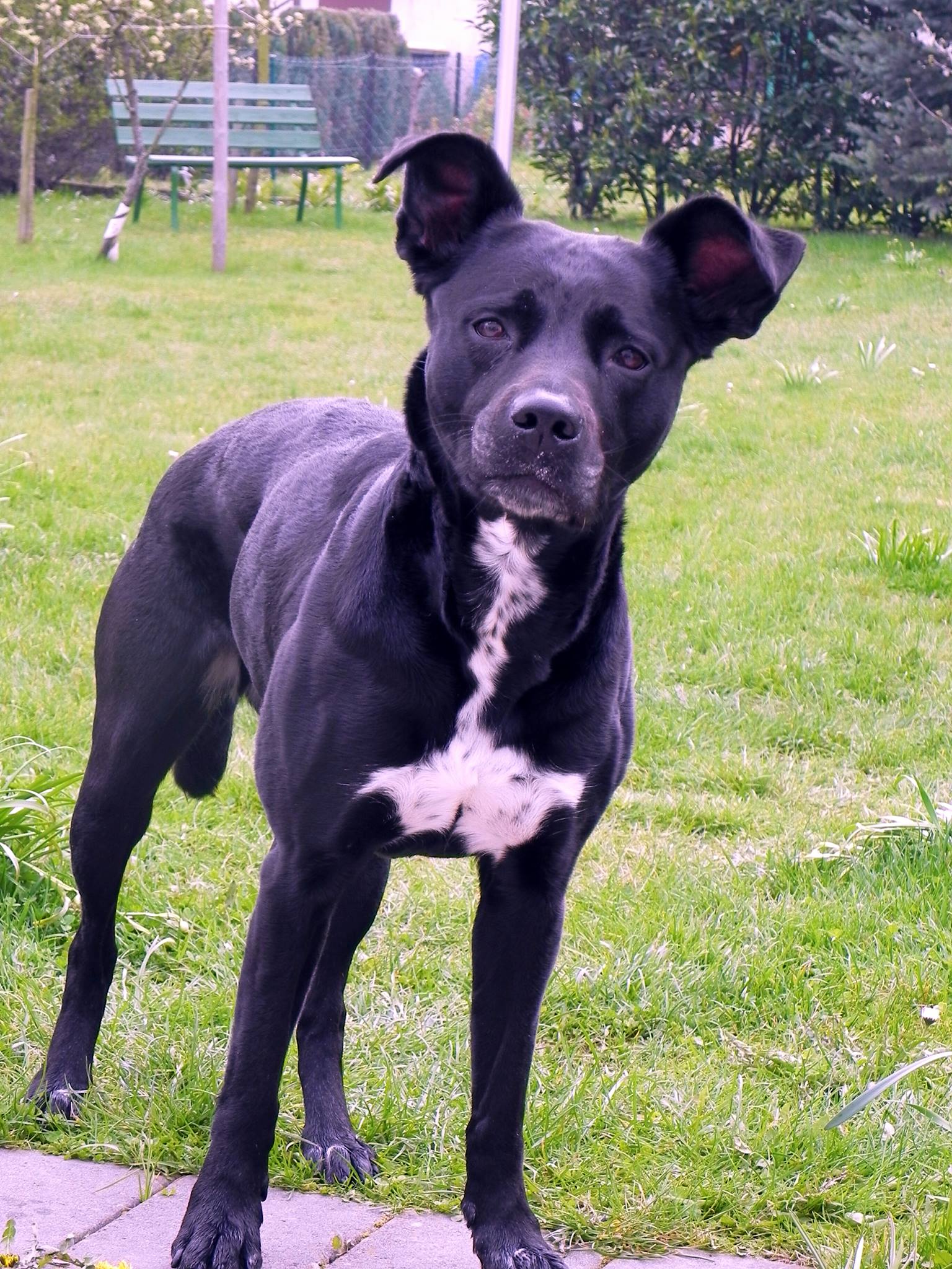 Shiwa (Amerikanischer Staffordshire Terrier, Labrador) Amerikanischer Staffordshire Terrier Labrador 