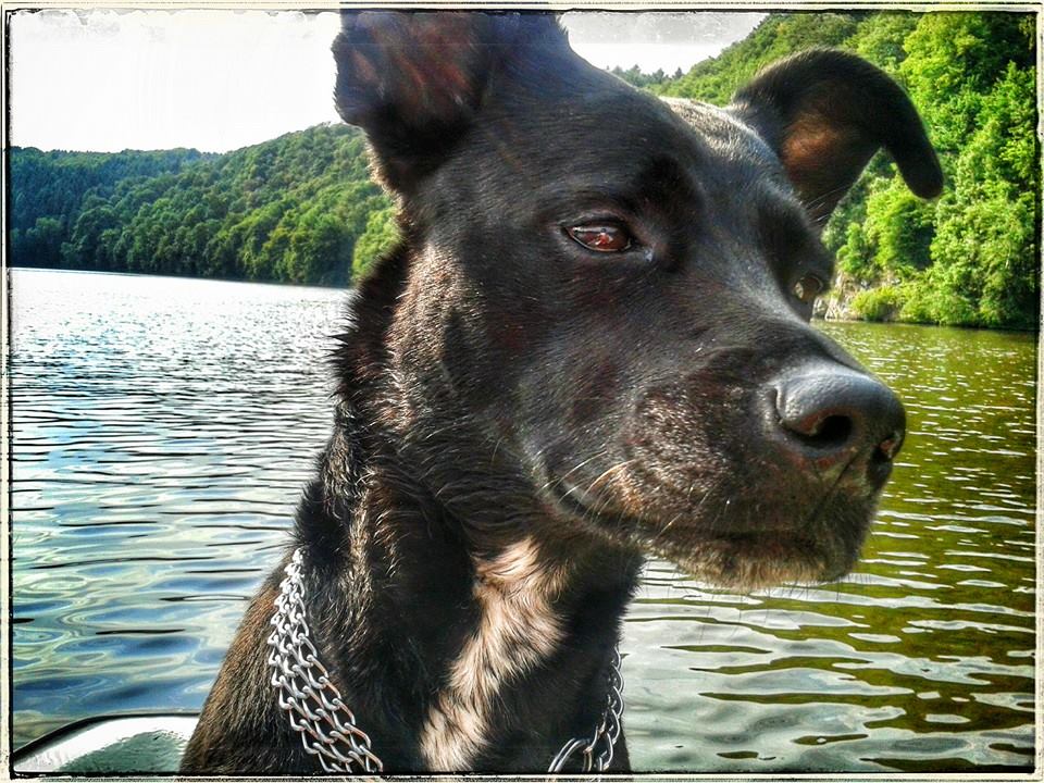 Shiwa (Amerikanischer Staffordshire Terrier, Labrador) Amerikanischer Staffordshire Terrier Labrador 