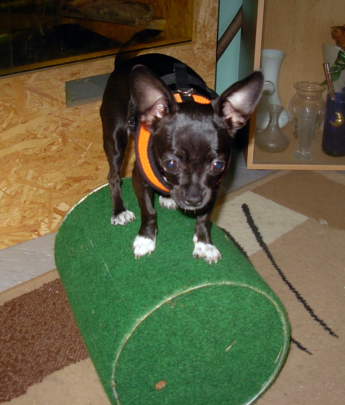 KayDee (Chihuahua, Pekinese) Chihuahua Pekinese 