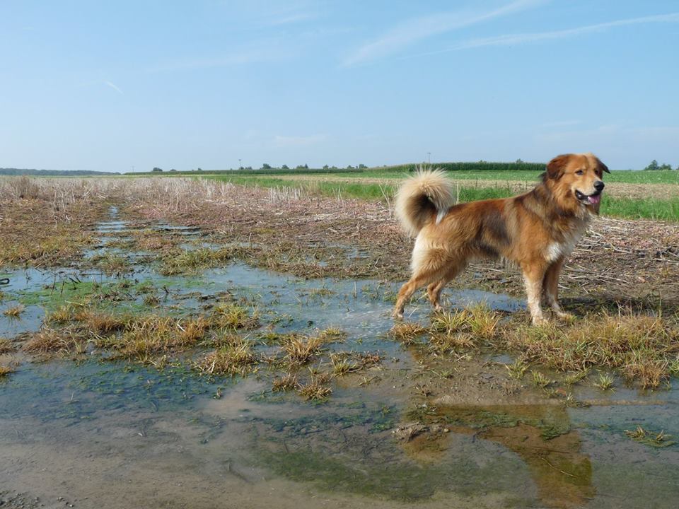 Diego (Border Collie, Deutscher Schäferhund, Pyrenäenberghund) Border Collie Deutscher Schäferhund Pyrenäenberghund 