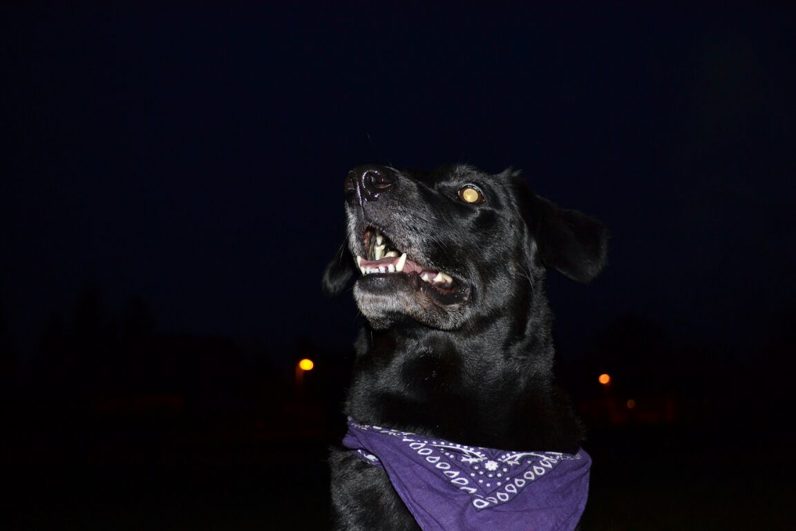 Leila (Belgischer Schäferhund, Labrador) Belgischer Schäferhund Labrador 