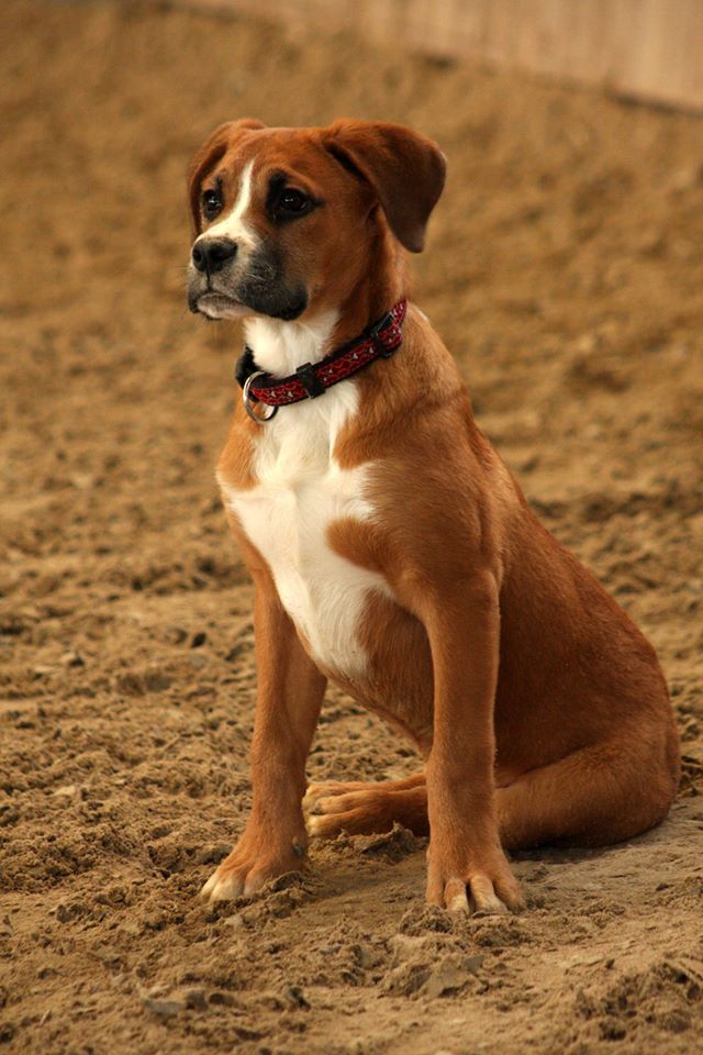 Finn (Appenzeller Sennenhund, Deutscher Boxer) Appenzeller Sennenhund Deutscher Boxer 