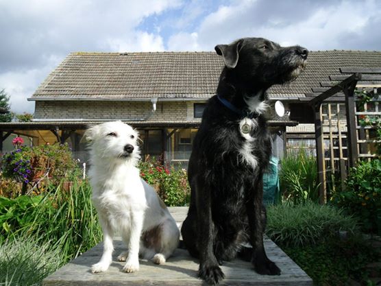 Jack (Malteser, Parson Russell Terrier) Malteser Parson Russell Terrier 