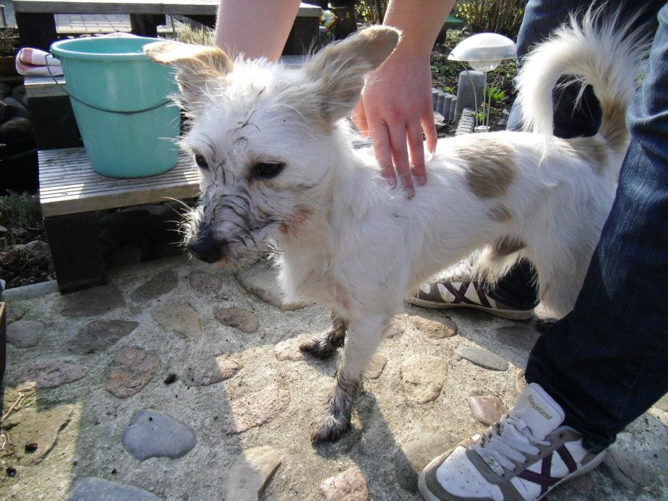 Jack (Malteser, Parson Russell Terrier) Malteser Parson Russell Terrier 