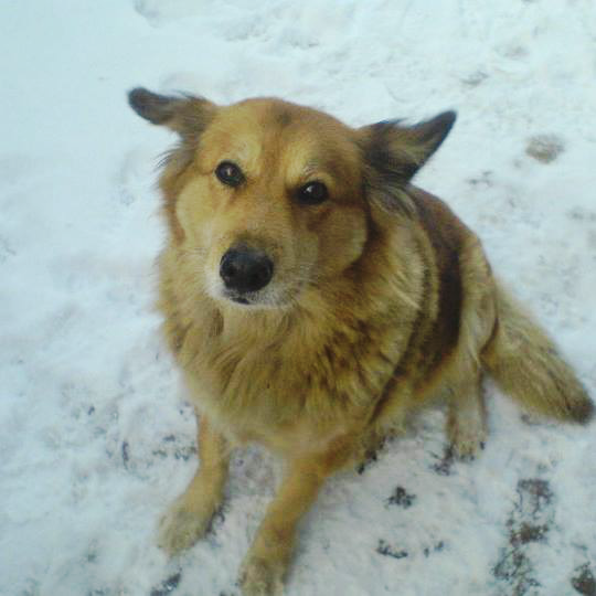 Nissie (Collie, Golden Retriever) Collie Golden Retriever 