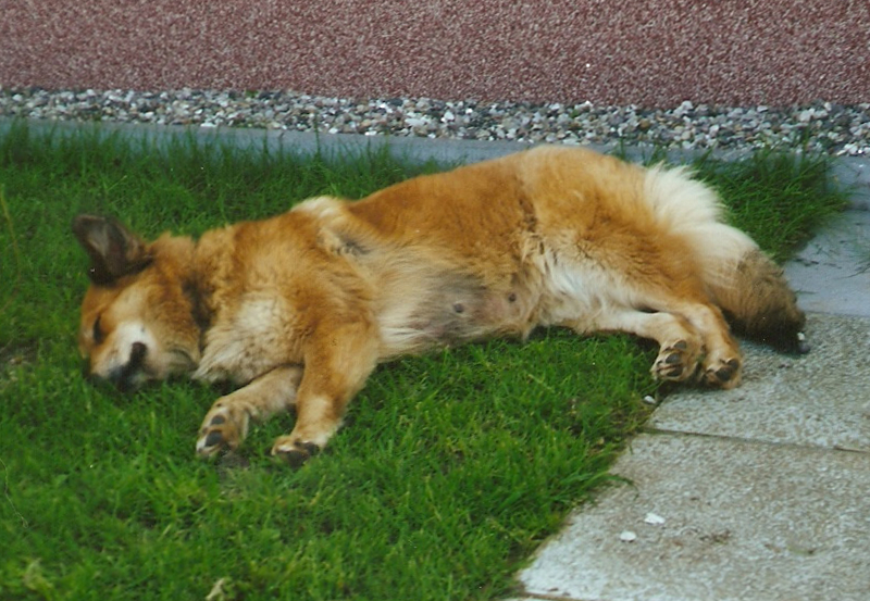 Nissie (Collie, Golden Retriever) Collie Golden Retriever 