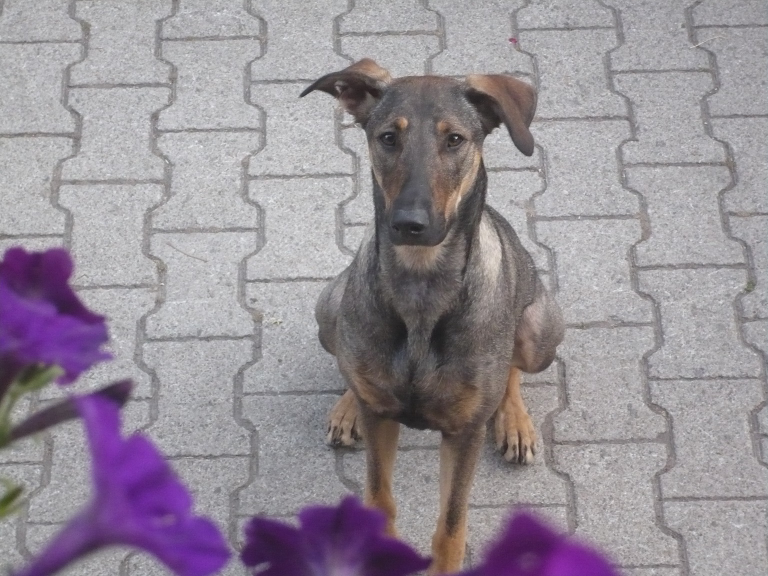 Mia (Deutscher Schäferhund, Dobermann) Deutscher Schäferhund Dobermann 