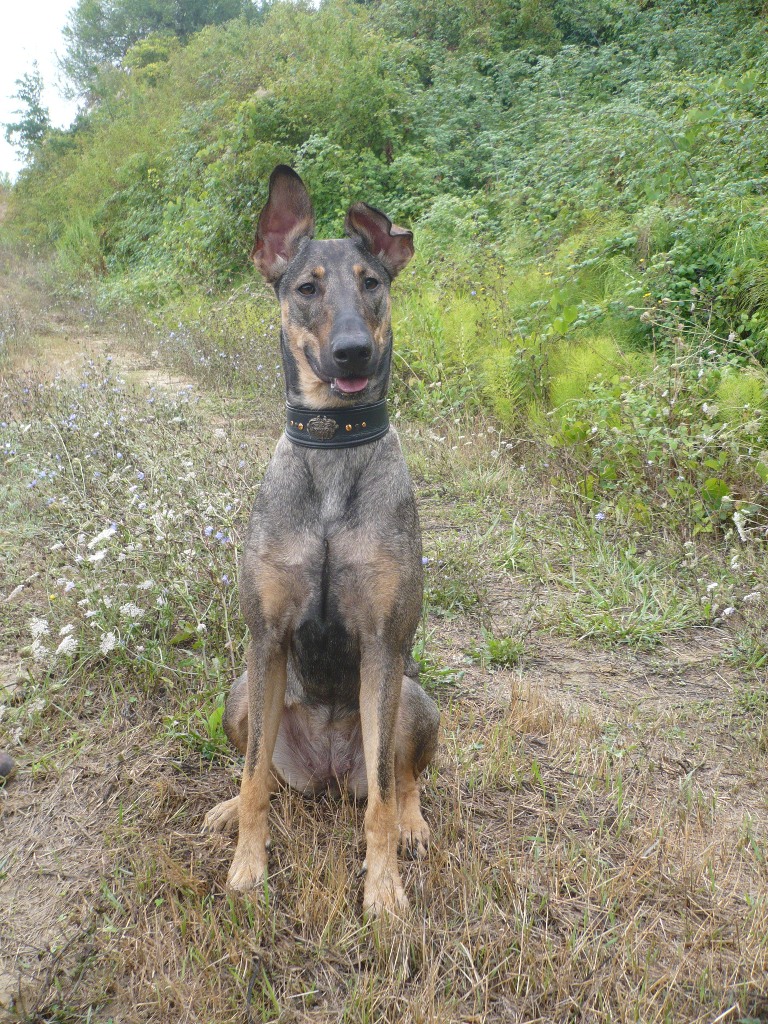 Mia (Deutscher Schäferhund, Dobermann) Deutscher Schäferhund Dobermann 