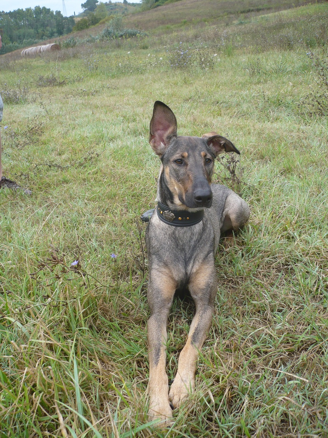 Mia Deutscher Schaferhund Dobermann Meinmischling De