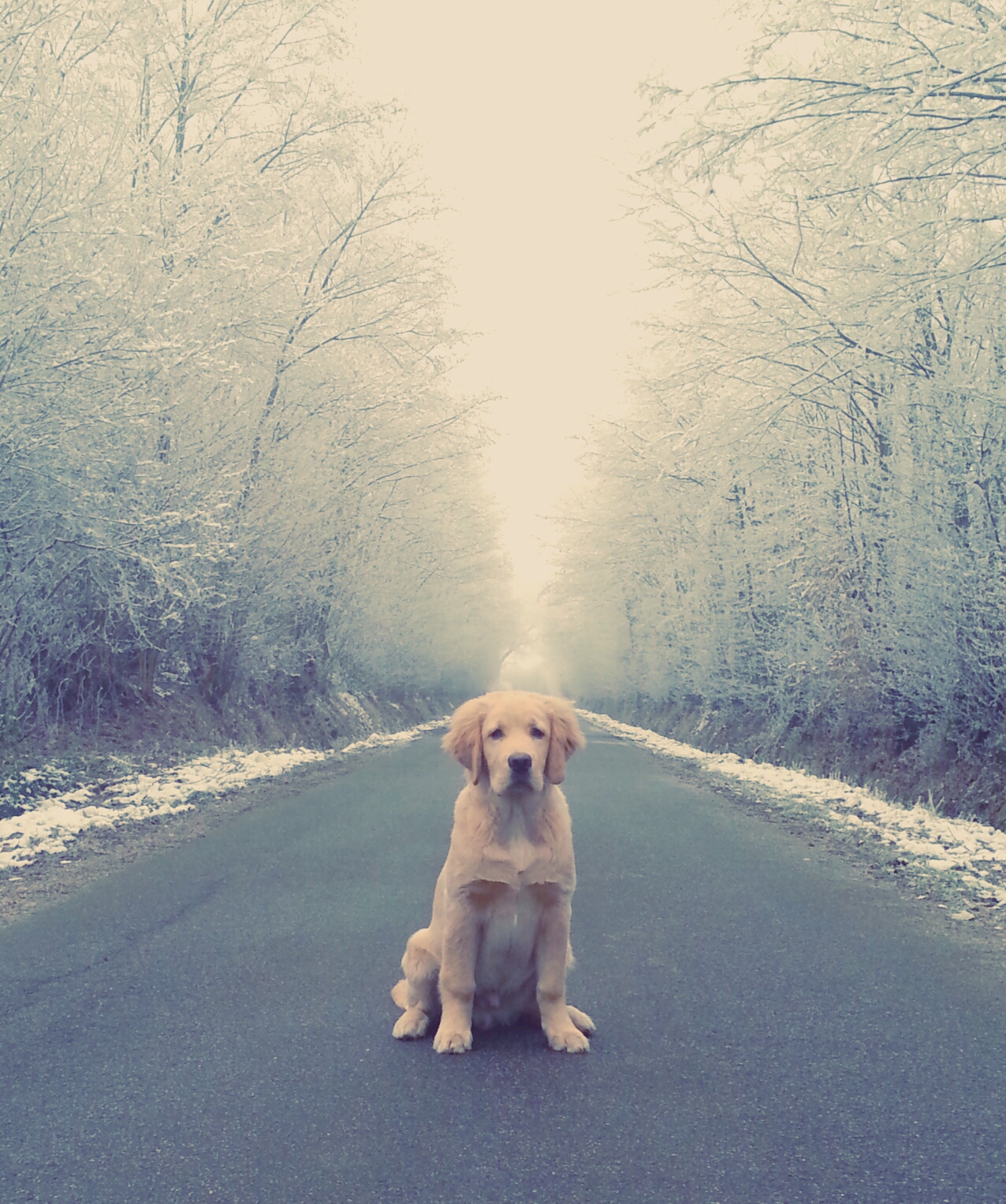 Fiete (Golden Retriever, Labrador) Golden Retriever Labrador 