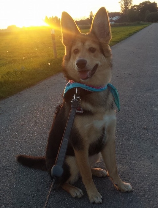 Amy (Berner Sennenhund, Deutscher Schäferhund, Leonberger) Berner Sennenhund Deutscher Schäferhund Leonberger 