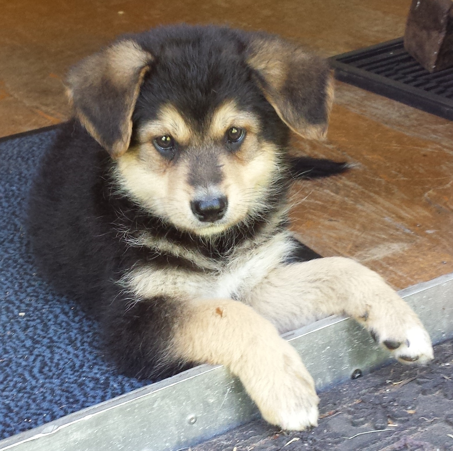 Amy (Berner Sennenhund, Deutscher Schäferhund, Leonberger) Berner Sennenhund Deutscher Schäferhund Leonberger 