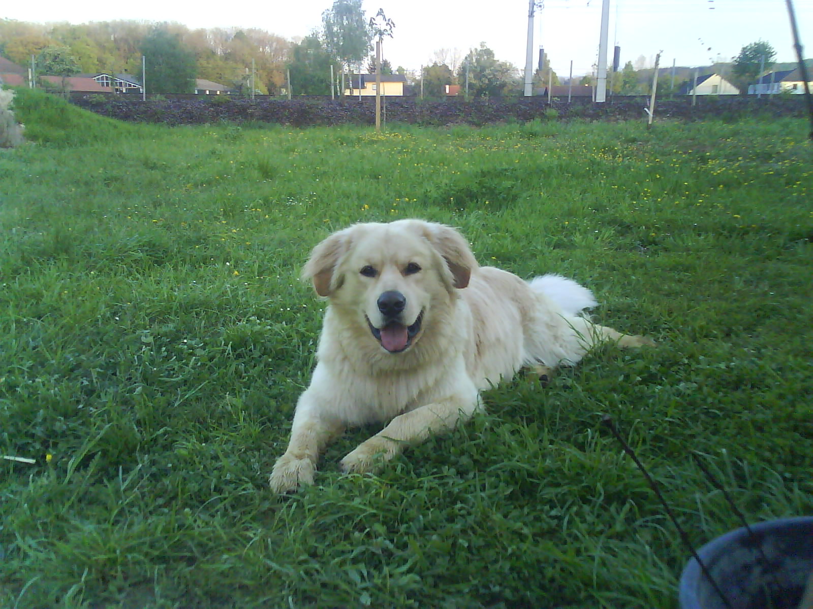 Rico (Berner Sennenhund, Labrador) Berner Sennenhund Labrador 