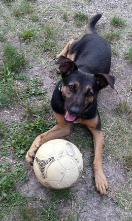 Jako (Deutscher Schäferhund, Podenco) Deutscher Schäferhund Podenco 