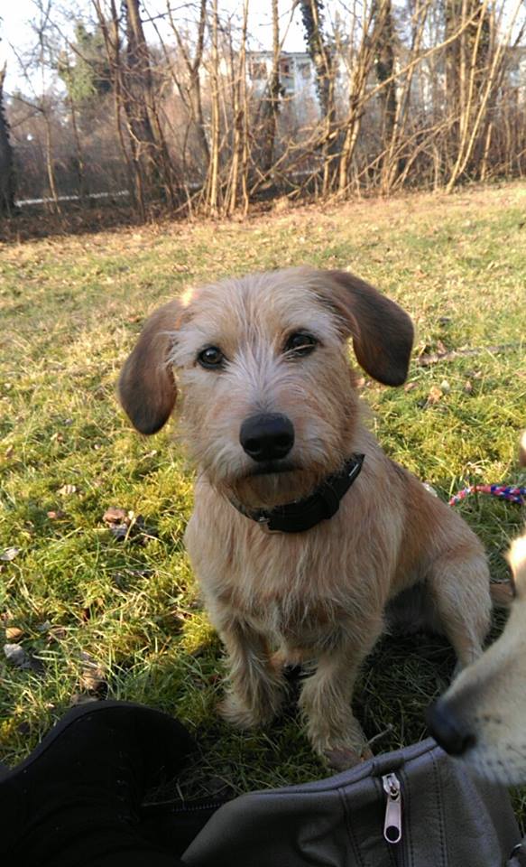 Maja (Beagle, Deutscher Schäferhund, Schnauzer) Beagle Deutscher Schäferhund Schnauzer 