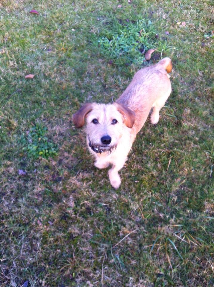 Maja (Beagle, Deutscher Schäferhund, Schnauzer) Beagle Deutscher Schäferhund Schnauzer 