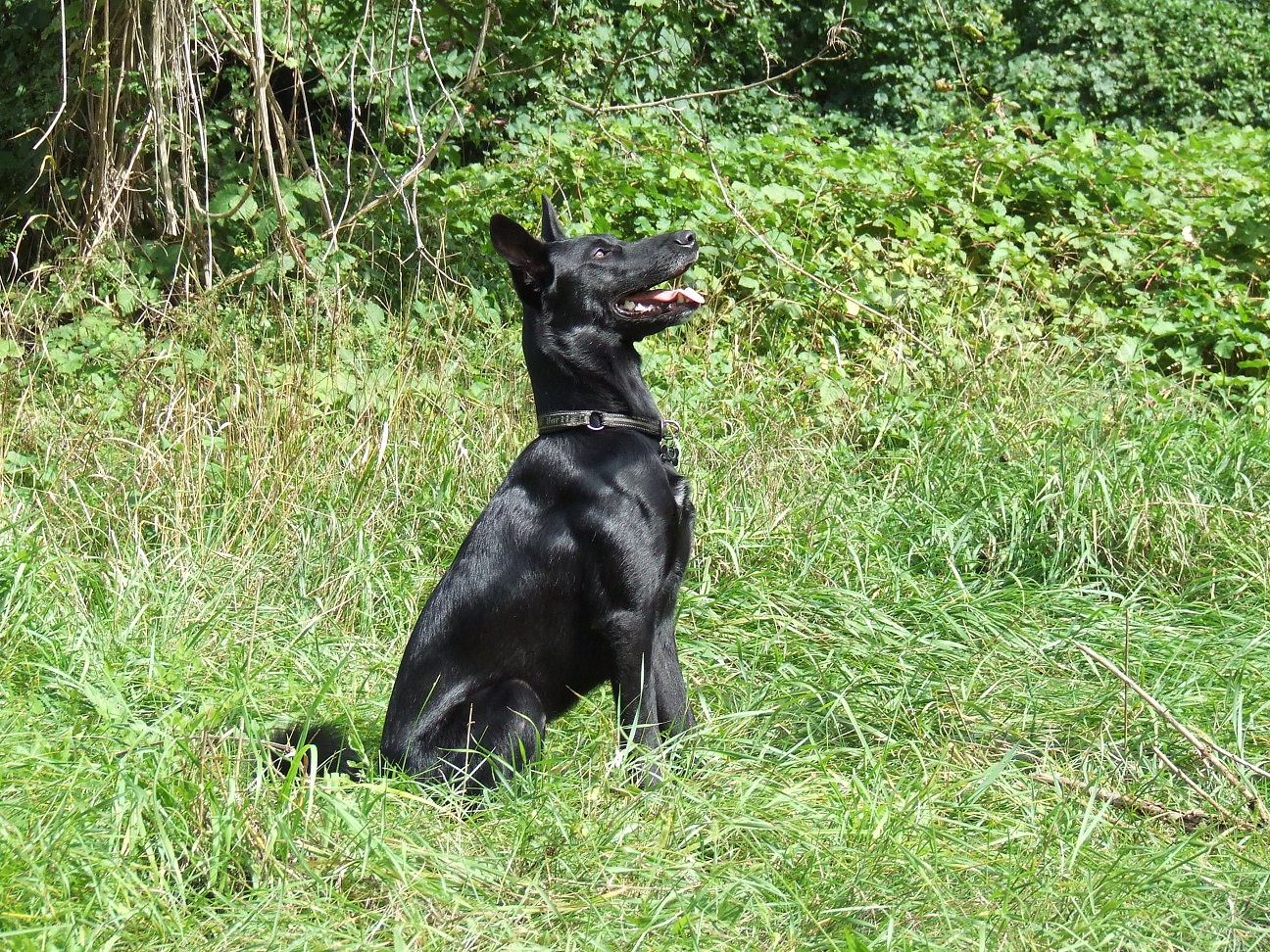 Blues (Border Collie, Malinois) Border Collie Malinois 