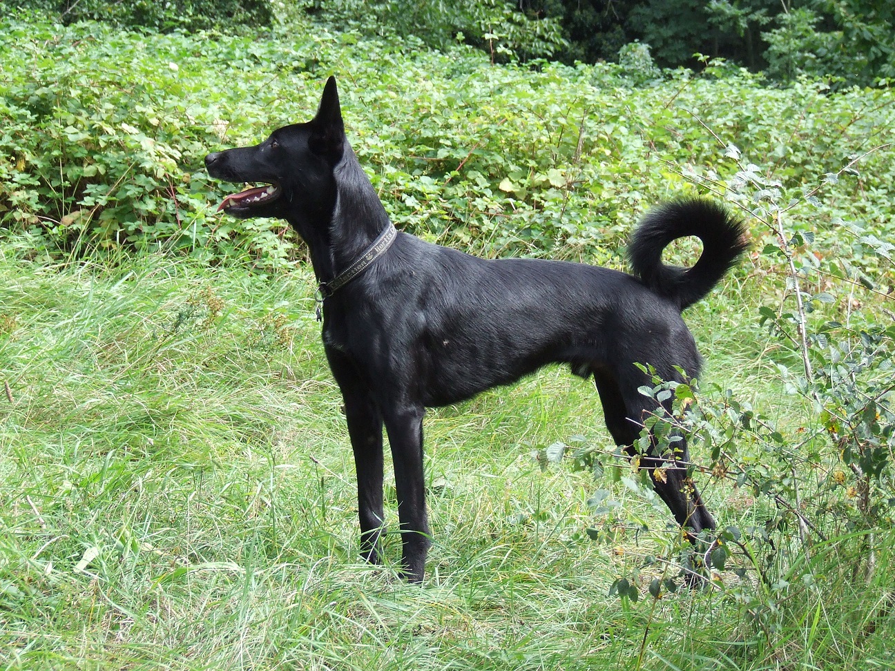 Blues (Border Collie, Malinois) Border Collie Malinois 