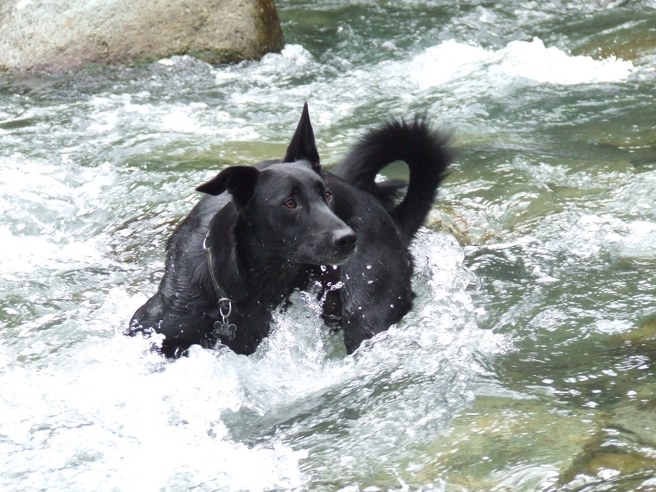 Blues (Border Collie, Malinois) Border Collie Malinois 