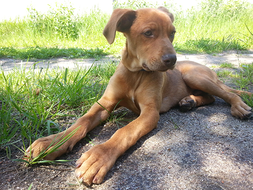 Jo (Rhodesian Ridgeback, Unbekannt) Rhodesian Ridgeback Unbekannt 